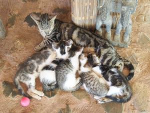 Every parent visiting Ezile Bay had to resist "Pur-leeeeeease can't we have a kitten?"