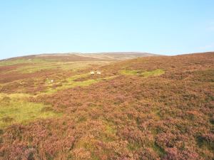 Hillsides covered in heather